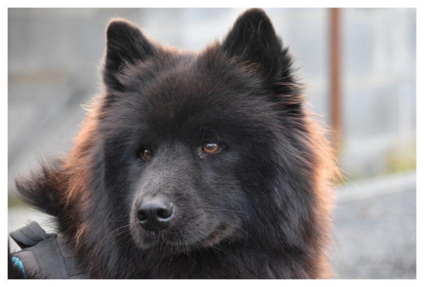 Eurasier Black Eurasier Eurasier Plou Animal