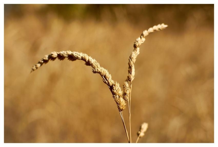 Fine Art Decoration Wall Art Windows Wallpaper