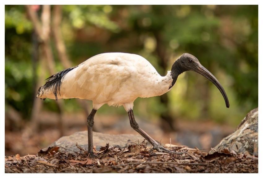 Bird Animal Ibis Australian Ibis