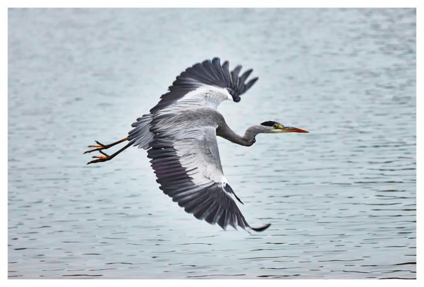 Heron Flying Bird Ornithology