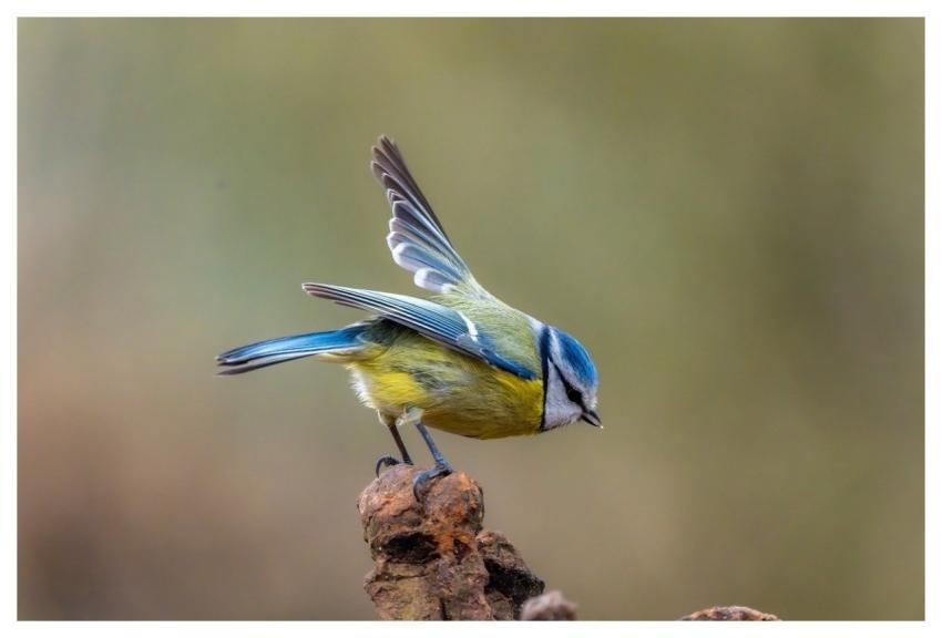 Bird Blue Tit Plumage Beak