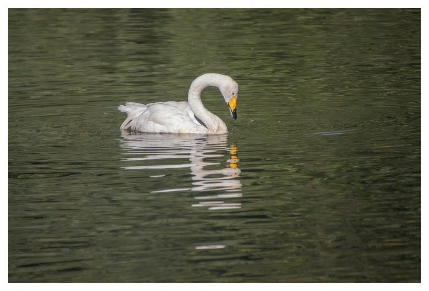 Swan White Bird Water