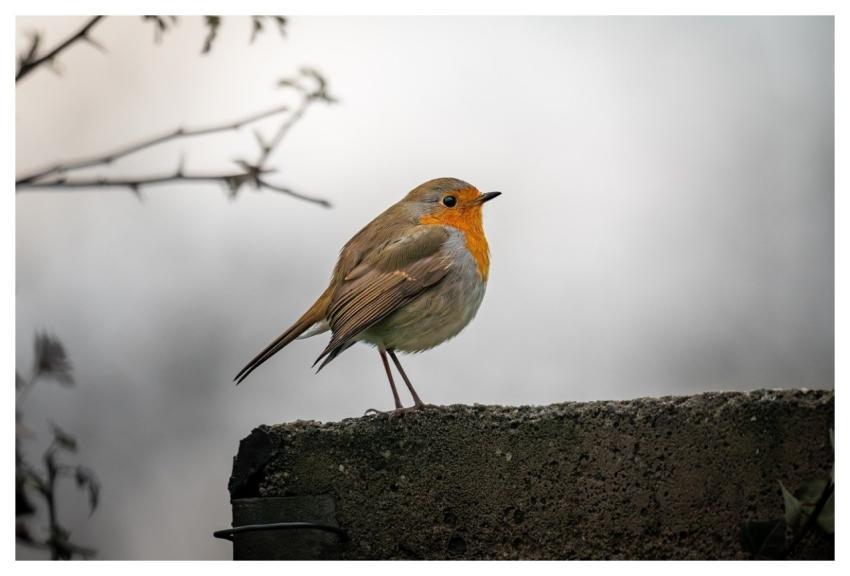 Robin European Robin Bird Small Bird