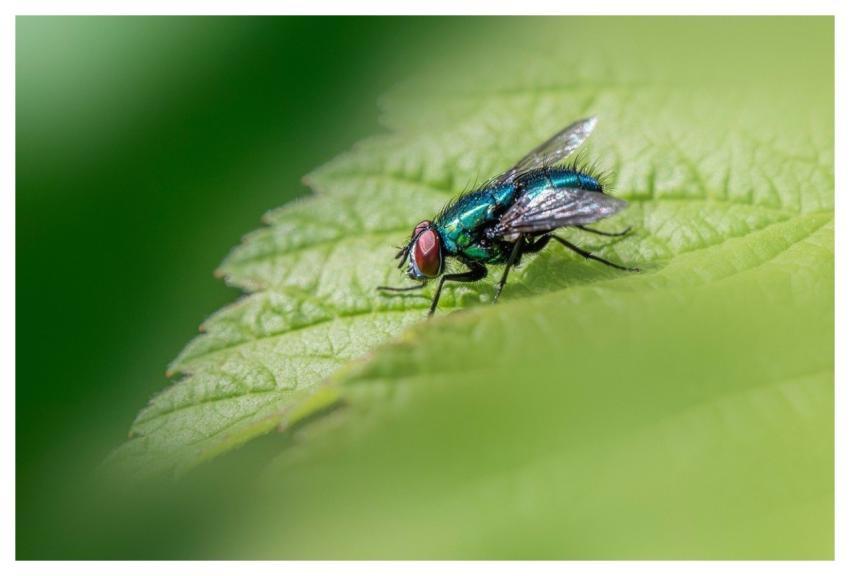 Nature Animal Big Blurry