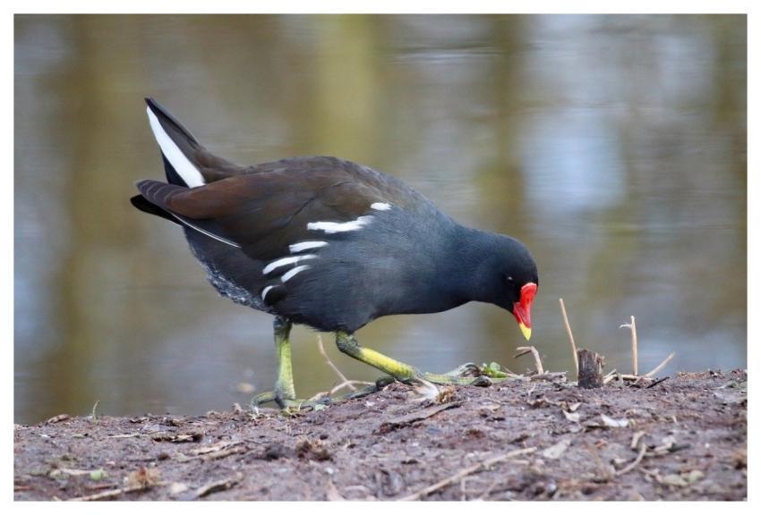 Waterbird Short Tail Green Legs Brown Feathers