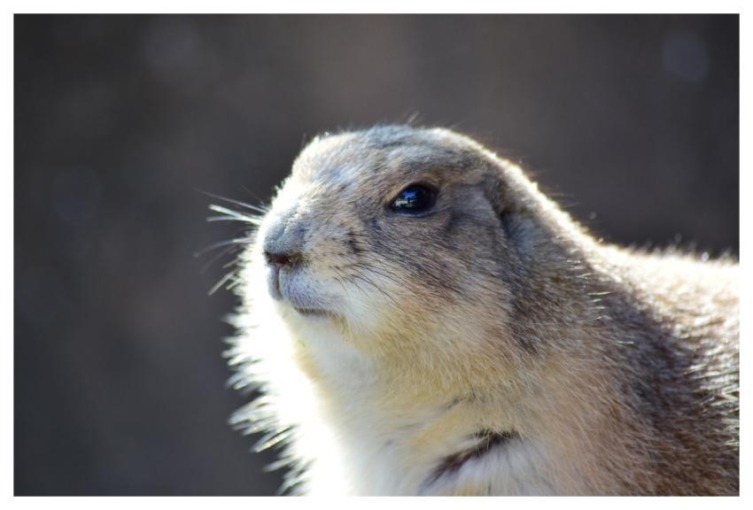Prairie Dog Animal Wildlife Mammals