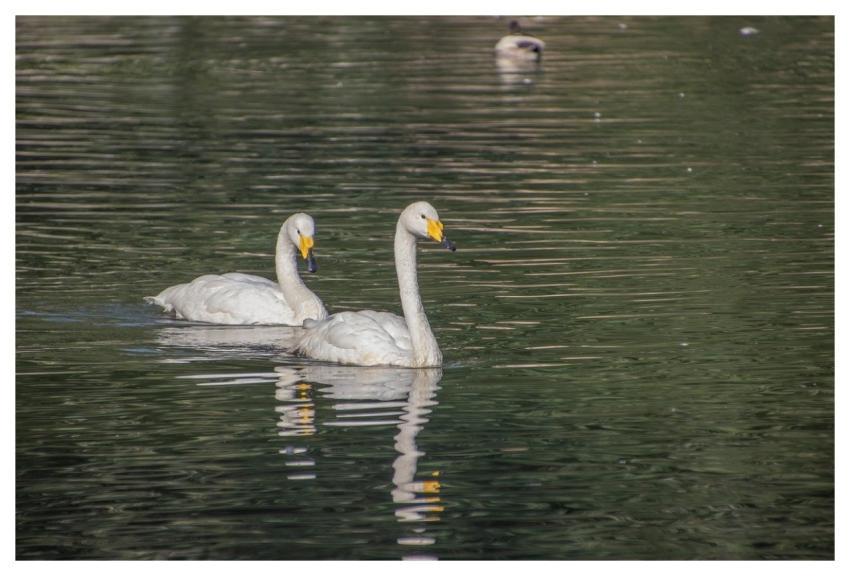 Swans White Swans Waterbirds Pond
