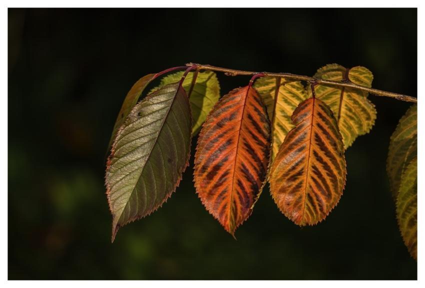 Autumn Tree Leaves Autumn Colors Foliage
