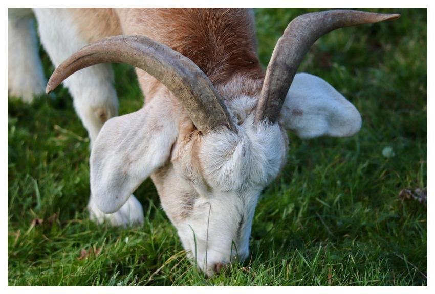 Goat Domestic Animal Horn Grass