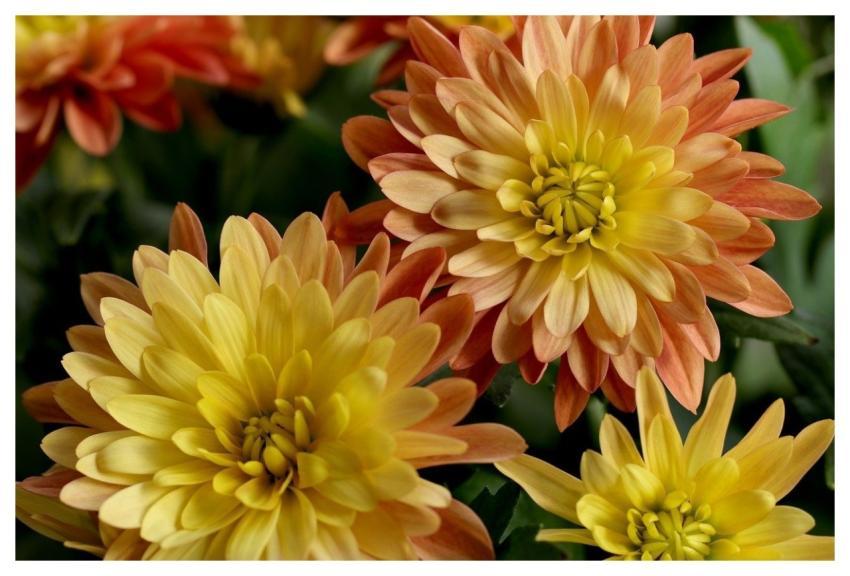 Flowers Chrysanthemums Plants Chrysanthemum