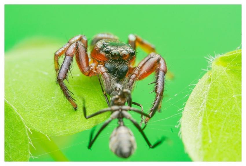 Animal Wildlife Nature Spider