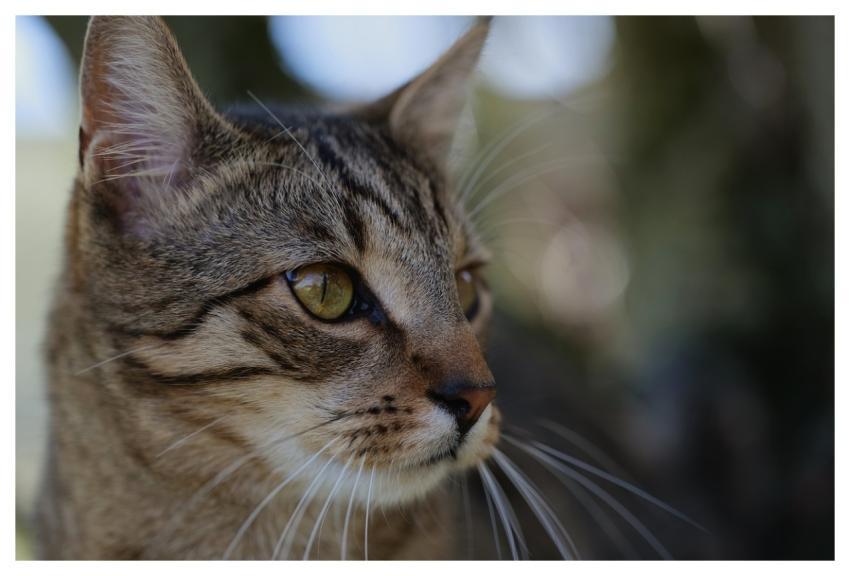 Cat Pet Whiskers Big Eyes