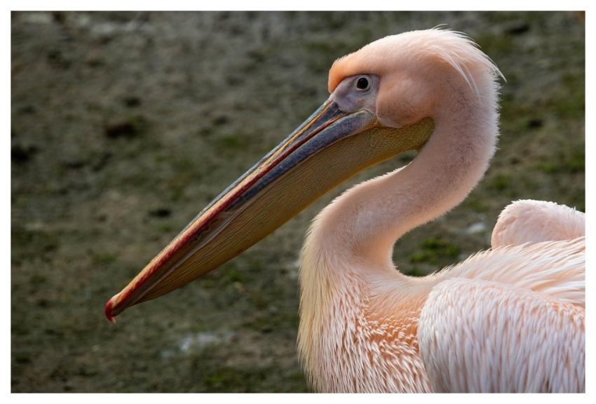 Bird Nature Wildlife Pelican