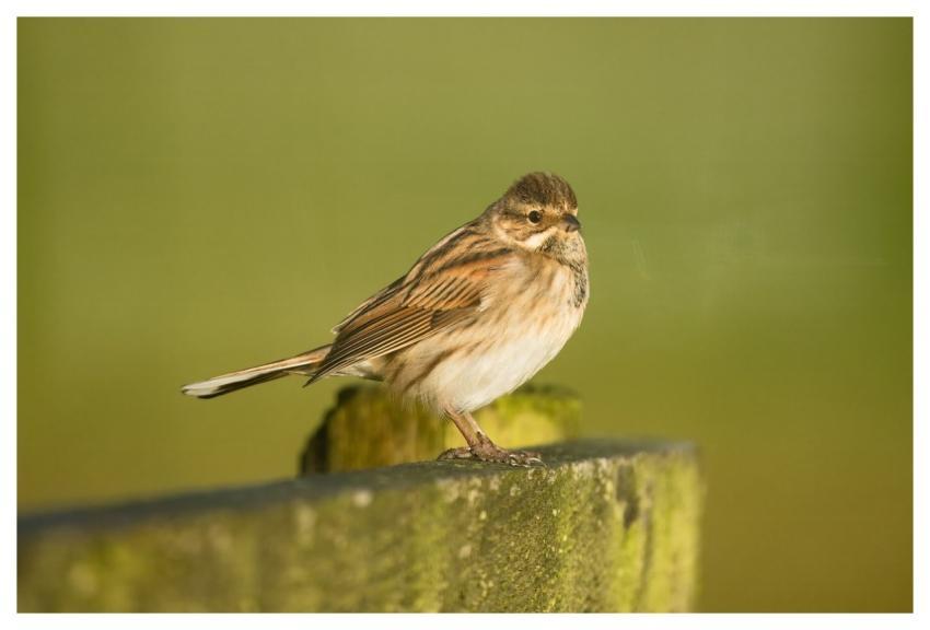 Bird Nature Wildlife Plumage