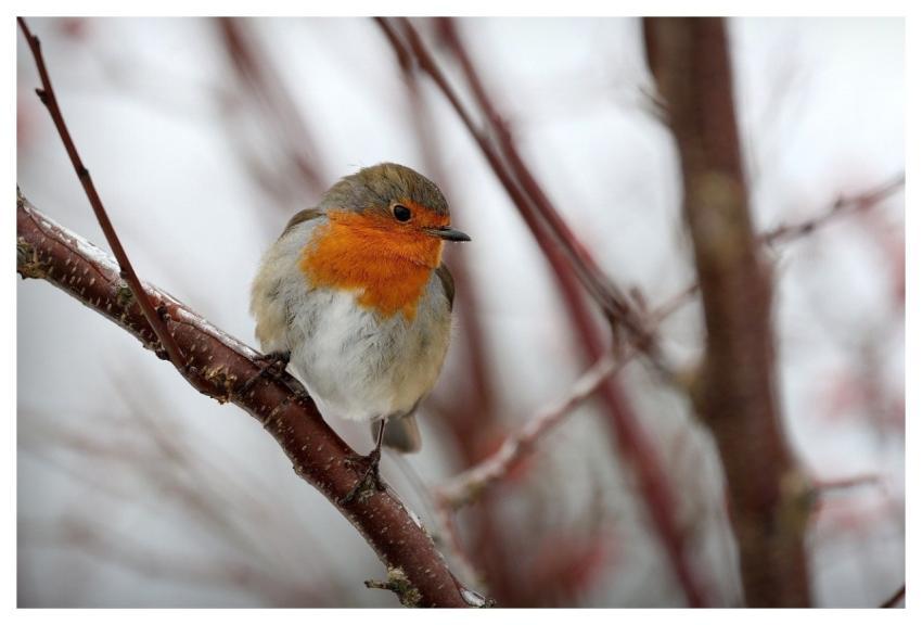 Robin Bird Nature Wildlife