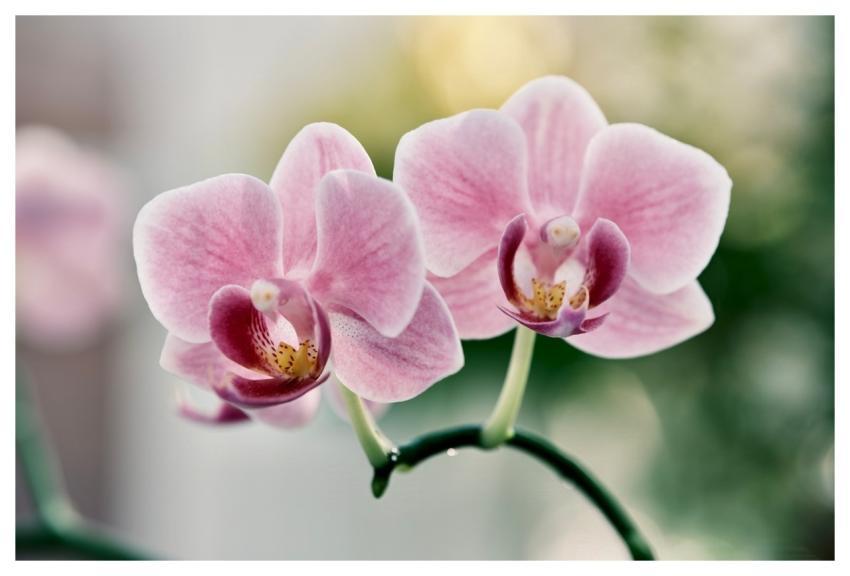 Orchid Moth Orchid Flower Nature