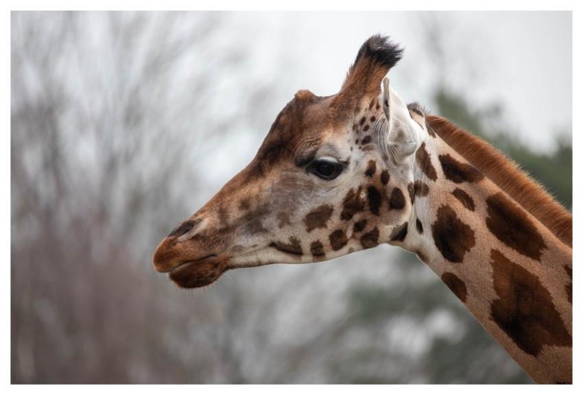 Animal Nature Wildlife Giraffe