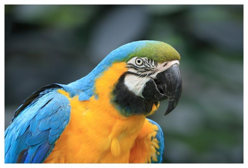 Parrot Hd Wallpaper Bird Tropical Bird