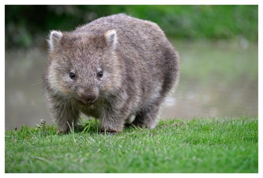 Common Wombat Wombat Animal Marsupial