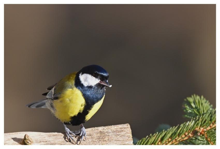 Great Tit Bird Birdwatching Songbird
