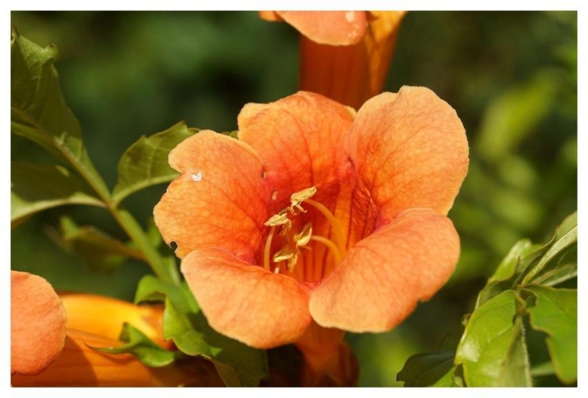 Milin Flower Orange Cup