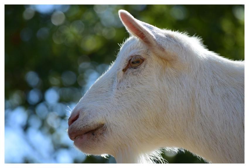 Goat Animal Profile Sharp Gaze Bokeh Effect