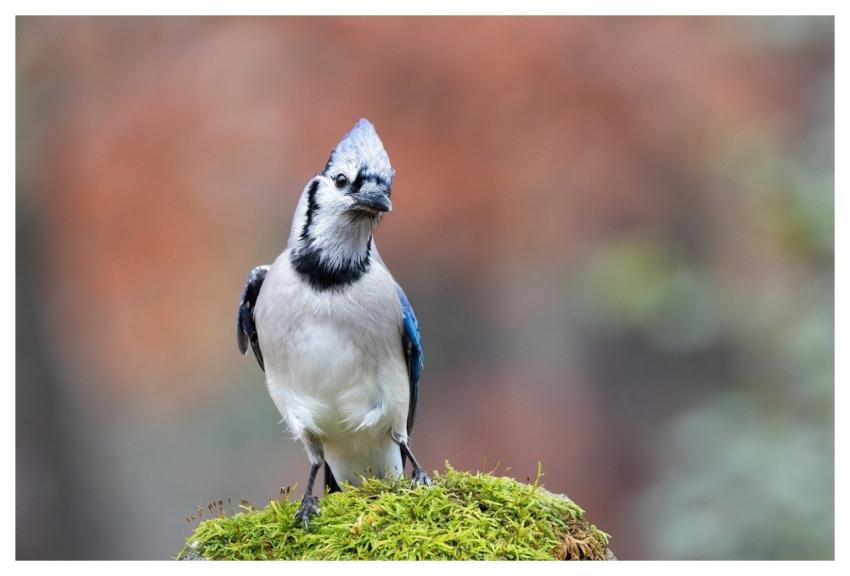 Bluejay Perched Moss Nature