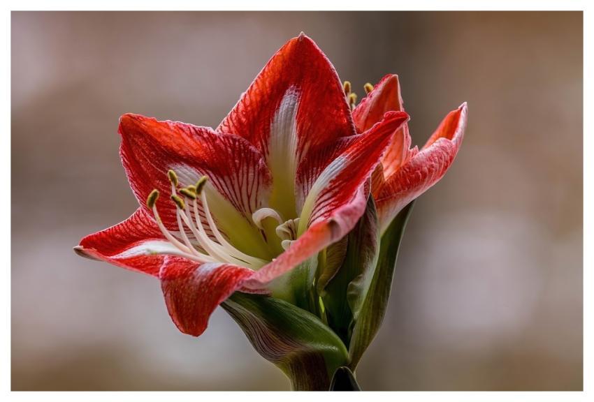 Amaryllis Flower Nature Branch
