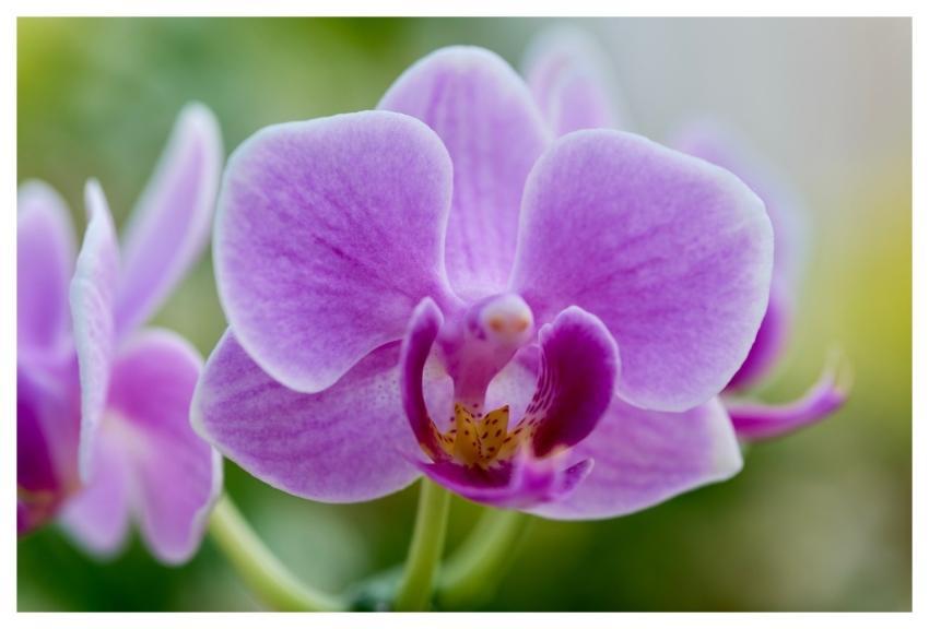 Moth Orchid Flower Cool Backgrounds Nature