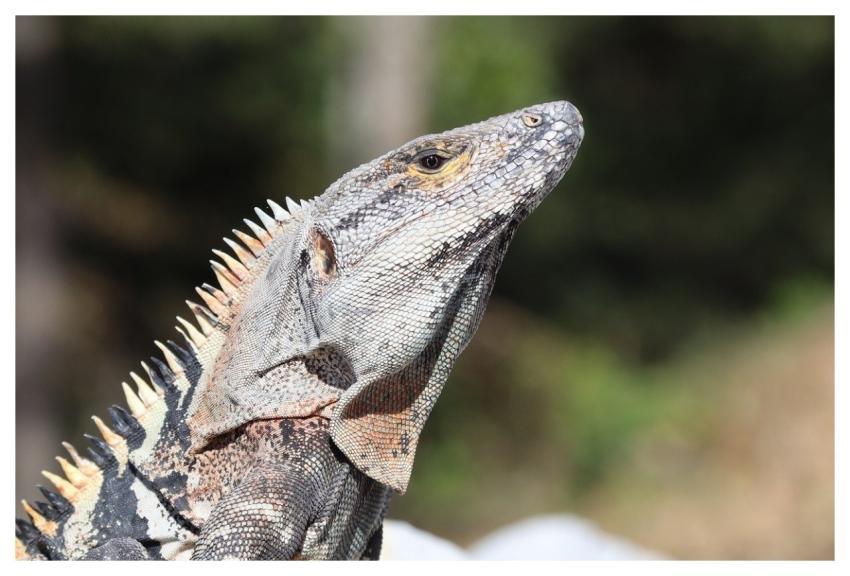 Iguana Black Iguana Lizard Reptile