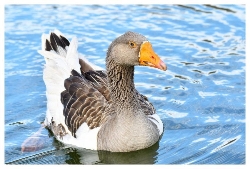 Goose Bird Animal Plumage