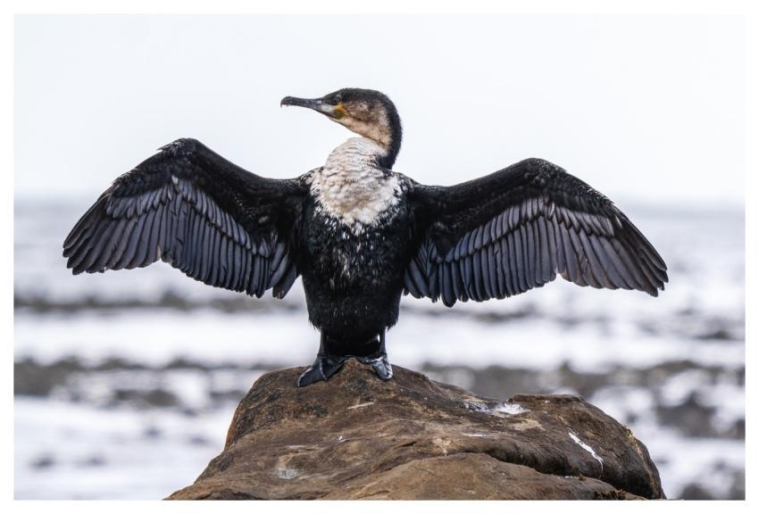 Cormorant Nature Bird Wildlife