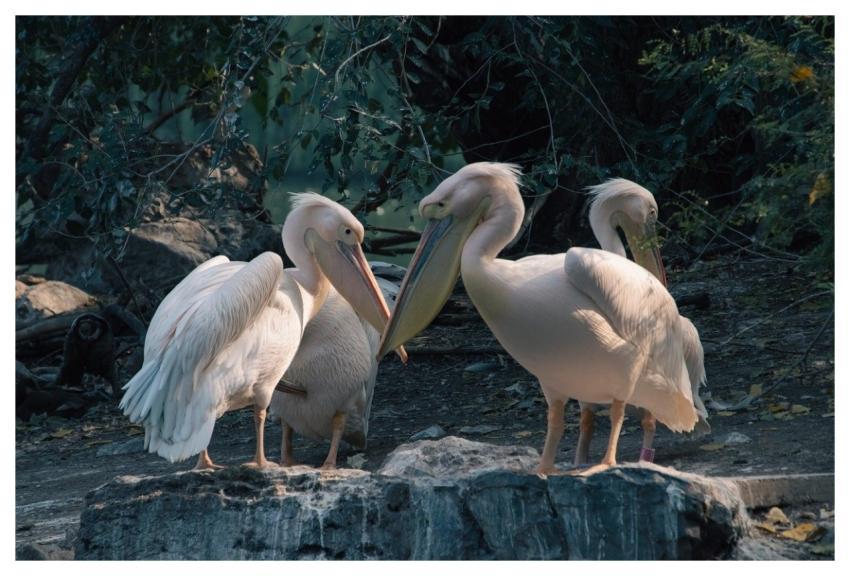 Pelican Animals Birds Waterbirds