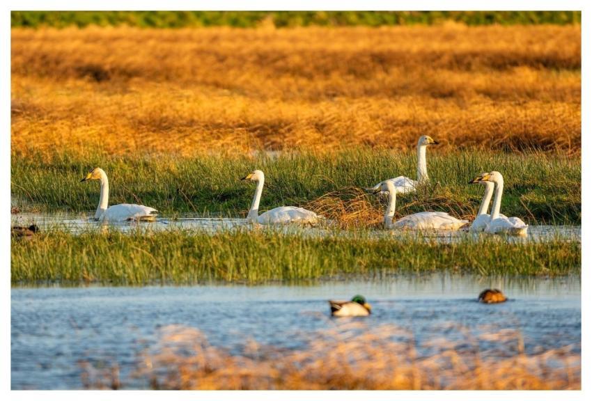 Nature Wildlife Plumage Ornithology