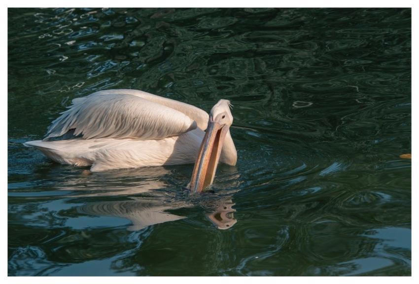 Pelican Beak Feathers Bird