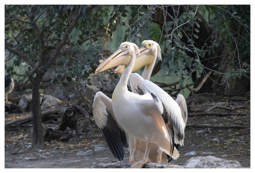 Pelican Birds Waterbirds Plumage
