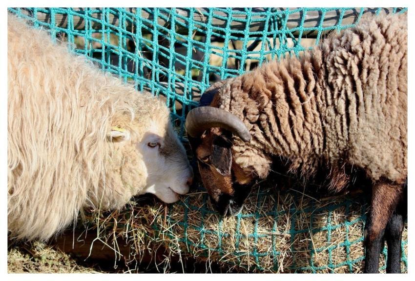 Sheep Feeding Wool Horns