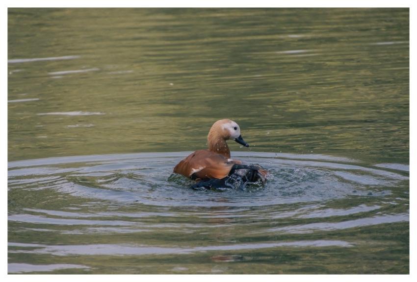 Duck Bird Waterfowl Pond