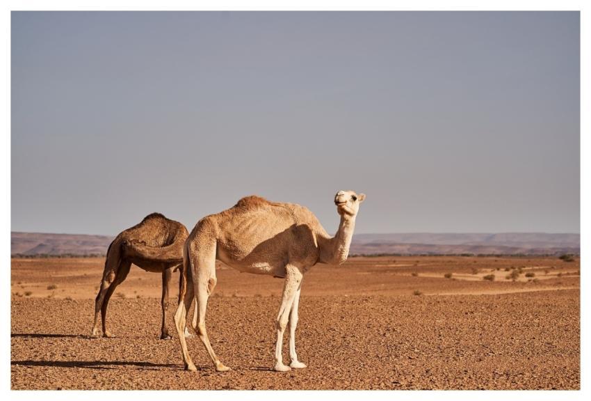 Desert Nature Sand Landscape