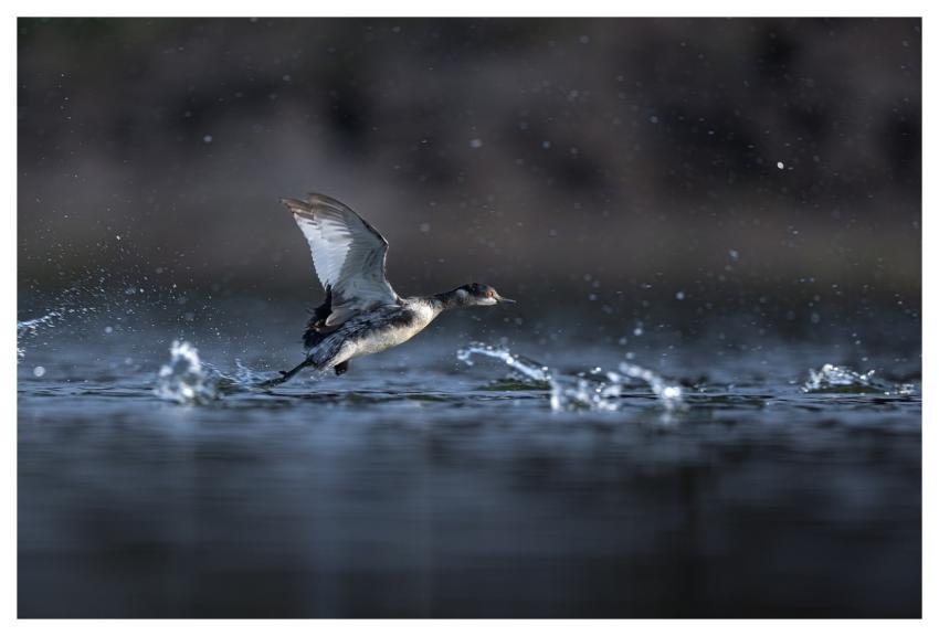 Bird Nature Animal Wildlife