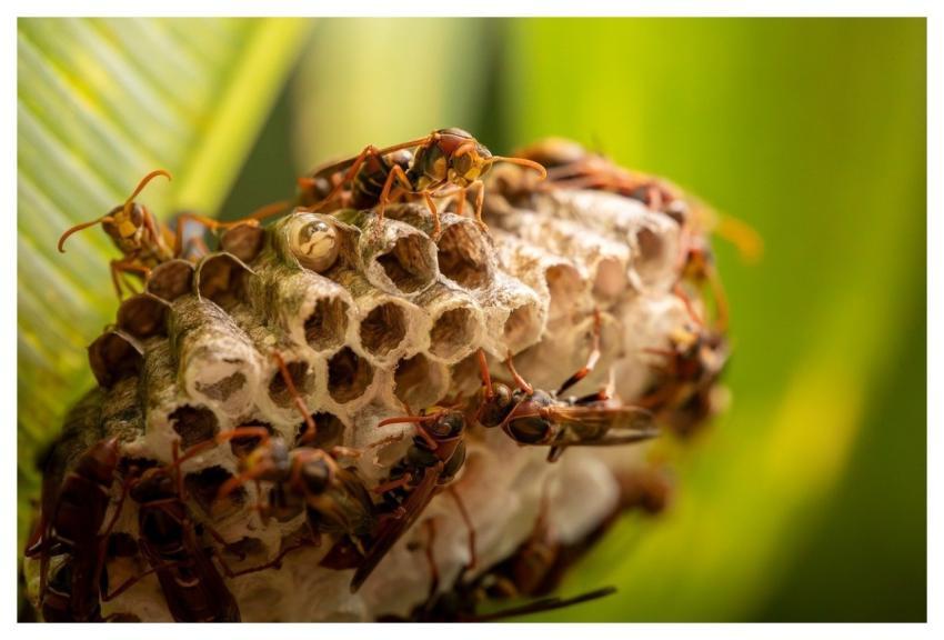 Wasp Hornet Insect Nature