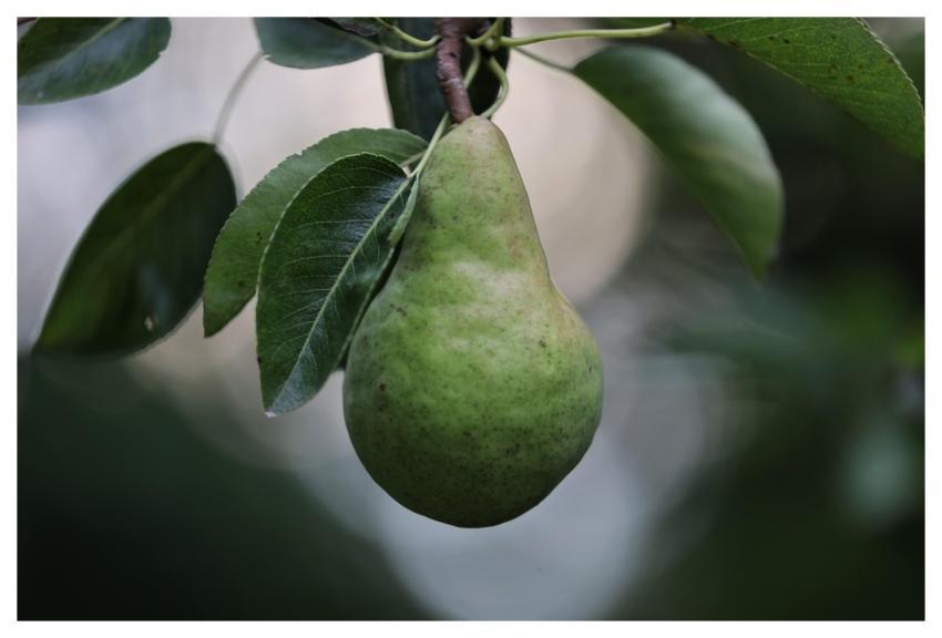 Pear Fruit Food Tree