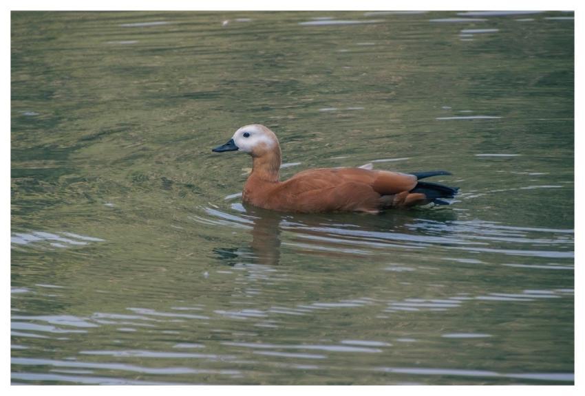 Duck Shelduck Bird Animal