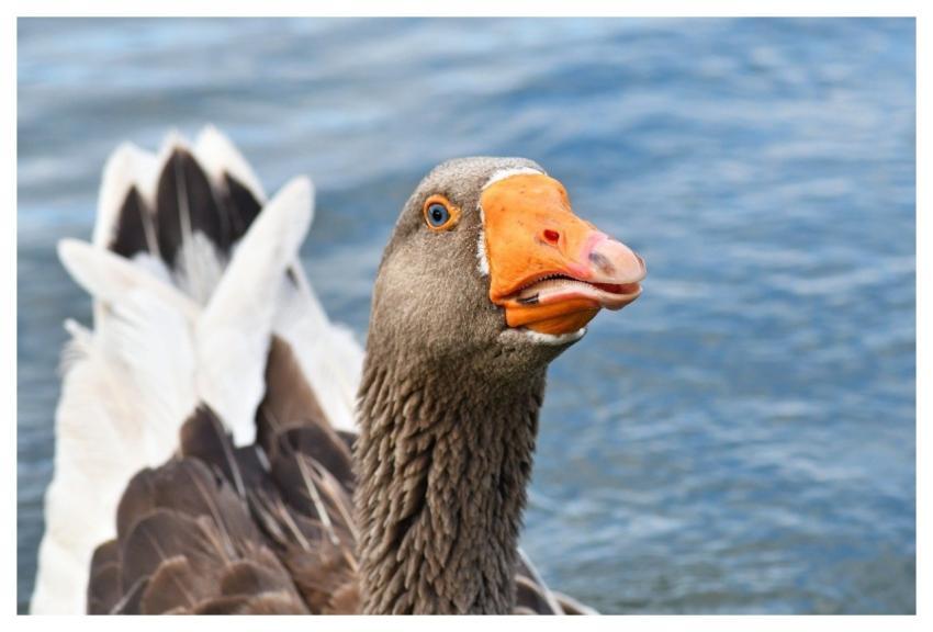 Goose Bird Animal Nature