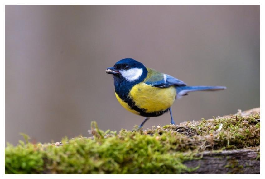 Great Tit Bird Animal Feathers