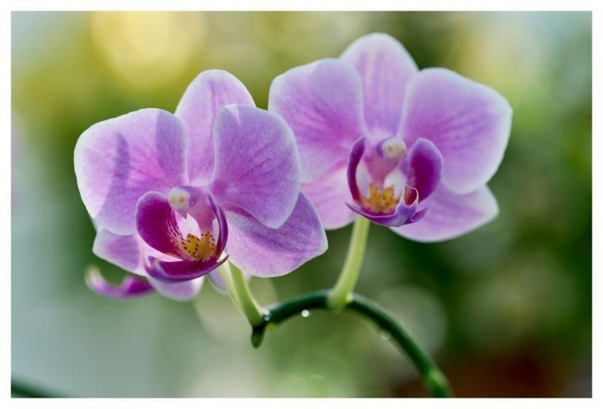 Orchid Petal Purple Natural Beauty