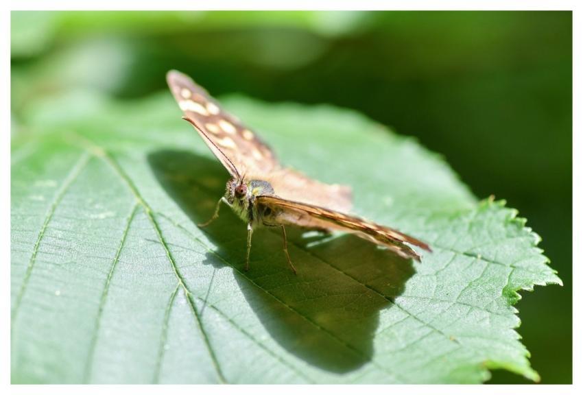 Butterfly Insect Eye Shadow