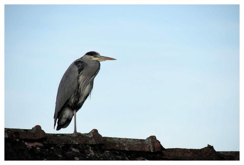 Grey Heron Bird Wildlife Water Bird