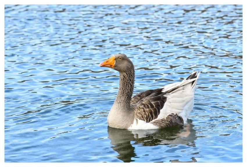 Goose Bird Animal Plumage