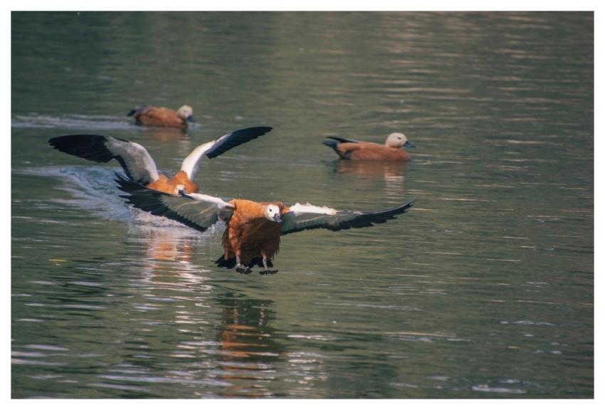 Ruddy Shelducks Lancier
